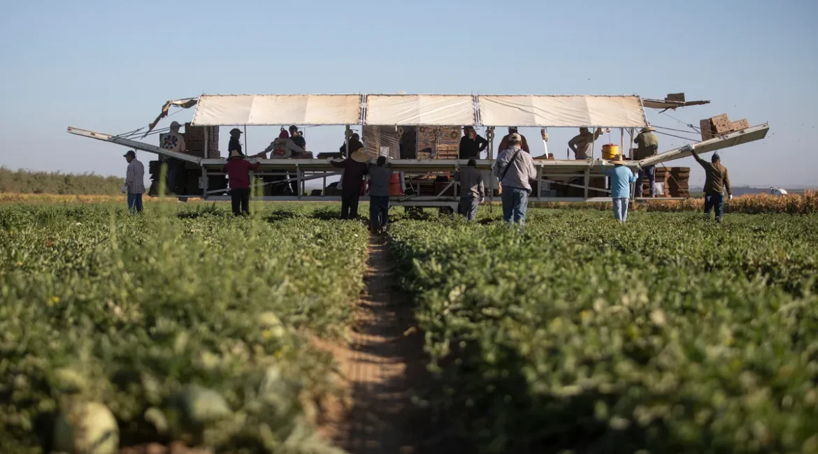 Image of melons being harvested in Firebaugh, California