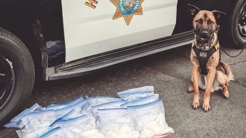 A California Highway Patrol K-9 made a major drug bust on his first day, seizing 20 pounds of meth in Merced County. (CHP)