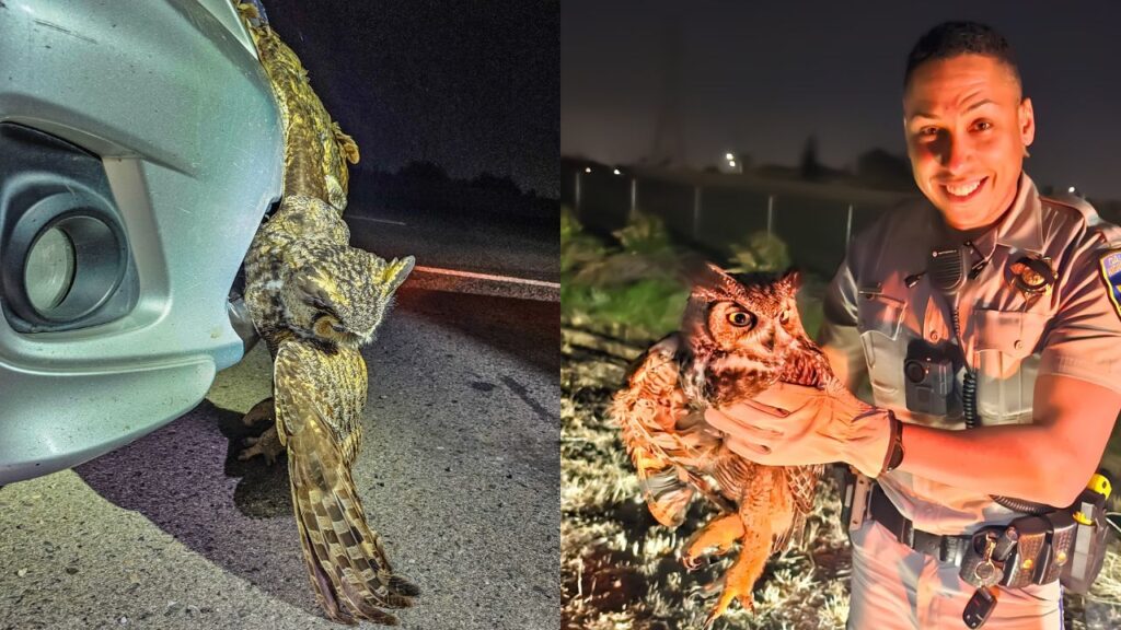 A low-flying owl was safely rescued after getting stuck in a car’s grille on Highway 99, the California Highway Patrol said Wednesday, Nov. 4, 2025. (CHP)