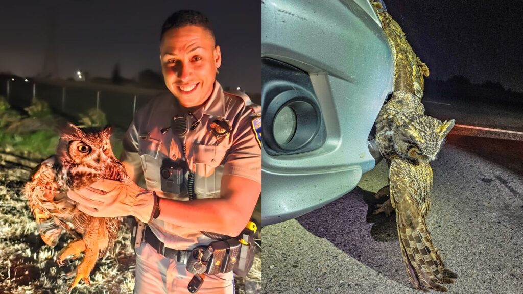 A low-flying owl was safely rescued after getting stuck in a car’s grille on Highway 99, the California Highway Patrol said Wednesday, Nov. 4, 2025. (CHP)