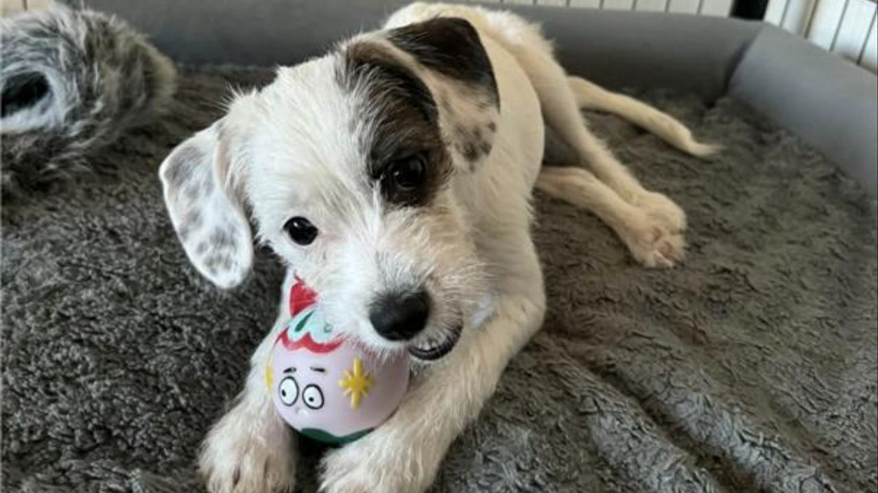 A once-injured terrier puppy named Sunshine has fully recovered and is now ready for adoption through Mell’s Mutts. (Mell's Mutts)