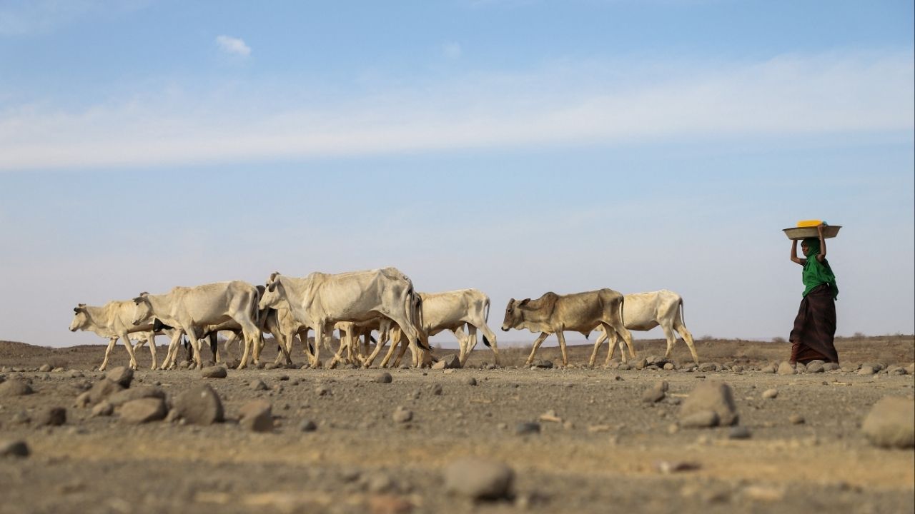 A woman drives a herd of cattle to a river side in Adadle district, Biyolow Kebele in Somali region of Ethiopia, in this undated handout photograph. (Reuters File)