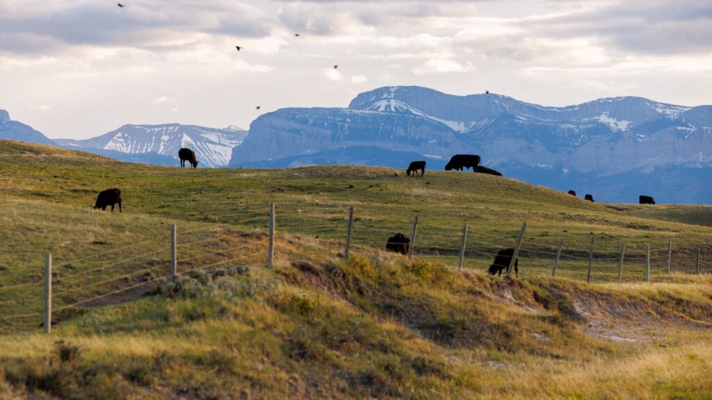 Cattle graze on a farm in Dupuyer, Mont., May 13, 2025. Senators opposed the President Donald Trumps plan to import beef from Argentina and voted three times this week to end his power to enforce sweeping tariffs. (John Stember/The New York Times)