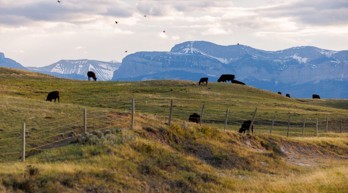 Cattle graze on a farm in Dupuyer, Mont., May 13, 2025. Senators opposed the President Donald Trumps plan to import beef from Argentina and voted three times this week to end his power to enforce sweeping tariffs. (John Stember/The New York Times)