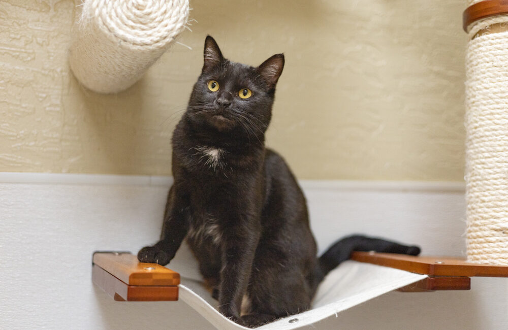 Ciabatta is GV Wire's Adoptable Pet of the Week, Nov. 6, 2025