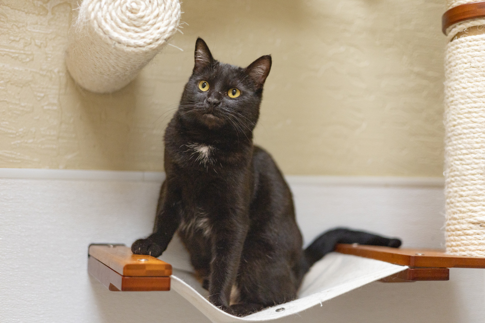 Ciabatta is GV Wire's Adoptable Pet of the Week, Nov. 6, 2025