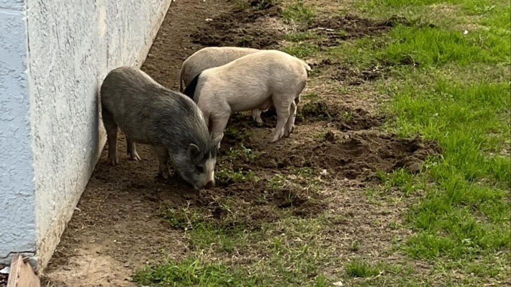 Sanger police have captured three pigs running loose in town and are asking owners to claim them at 1436 P Street. (Sanger PD)