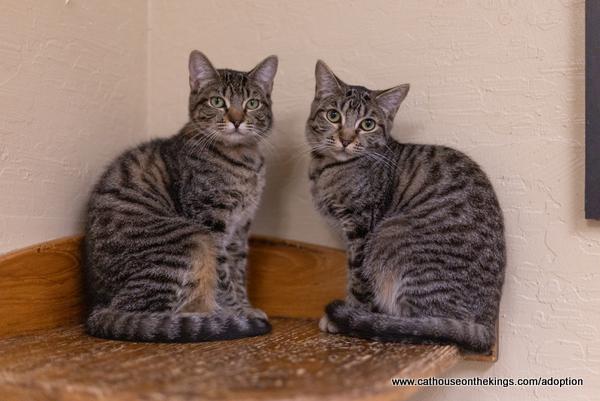 Images of two kittens available for adoption at The Cat House on the Kings