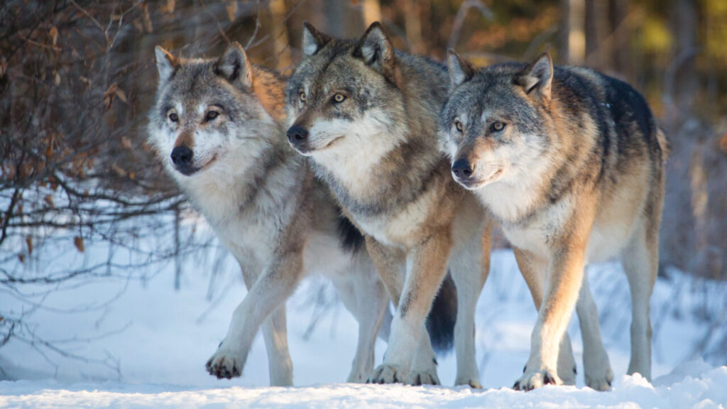 Image of three wolves stalking their prey