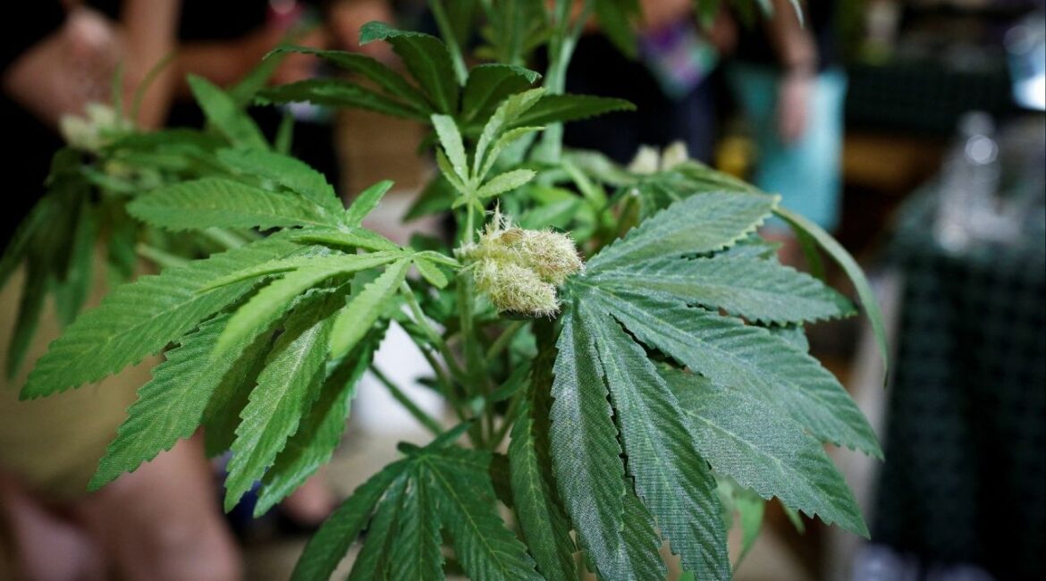 A fully budded marijuana plant is seen during the Cannadelic Miami expo, in Miami, Florida, U.S. February 5, 2022. (Reuters/Marco Bello)