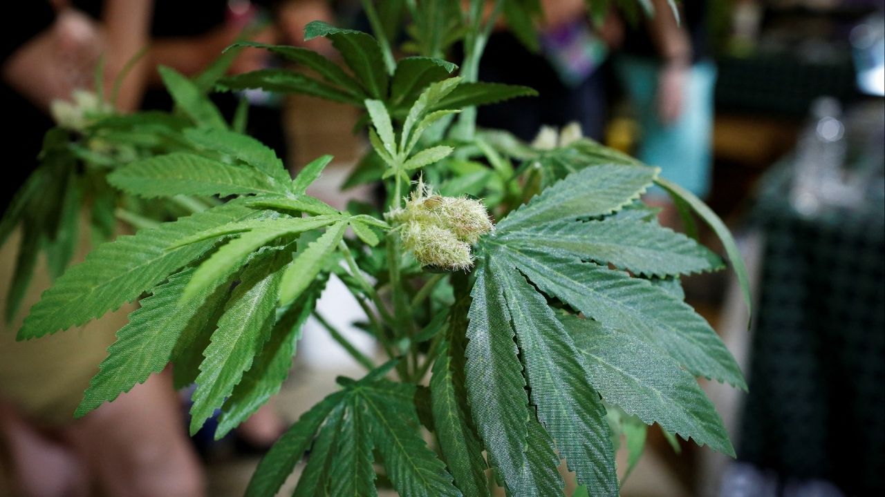 A fully budded marijuana plant is seen during the Cannadelic Miami expo, in Miami, Florida, U.S. February 5, 2022. (Reuters/Marco Bello)