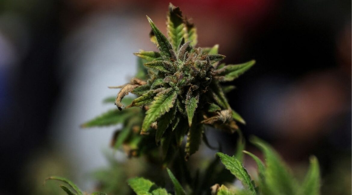 A marijuana plant sits on a table as marijuana enthusiasts mark the informal annual cannabis holiday, 4/20 (four-twenty), corresponding to the numerical figure widely recognized within the cannabis subculture as a symbol for all things related to marijuana, at Washington Square Park in New York City, U.S., April 20, 2023. (Reuters File)