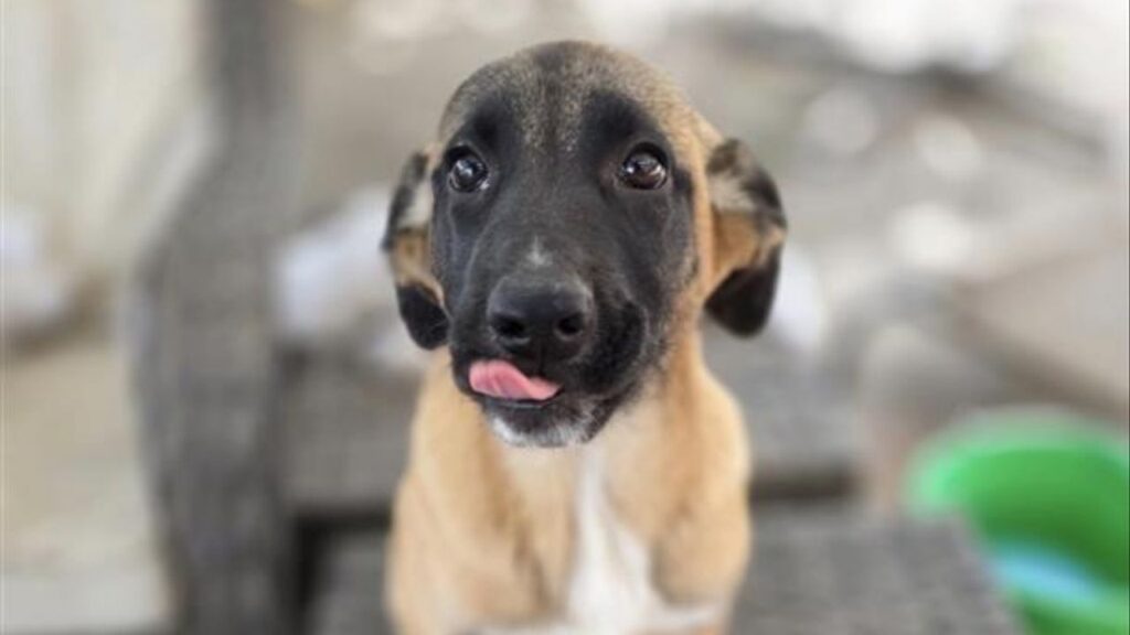A shy orchard puppy named Libby followed the scent of her siblings to her rescuer’s front door after spending a night alone, revealing her sweet and clever spirit. (Mell's Mutts)