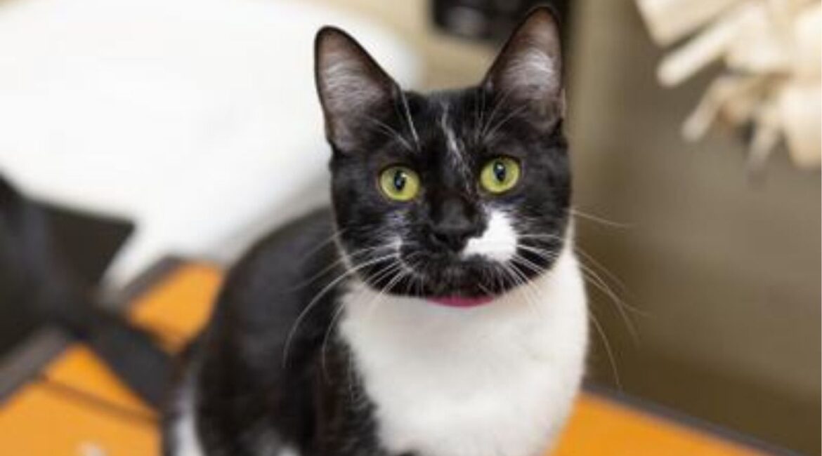 Image of Daily, a beautiful black-and-white year-old female cat
