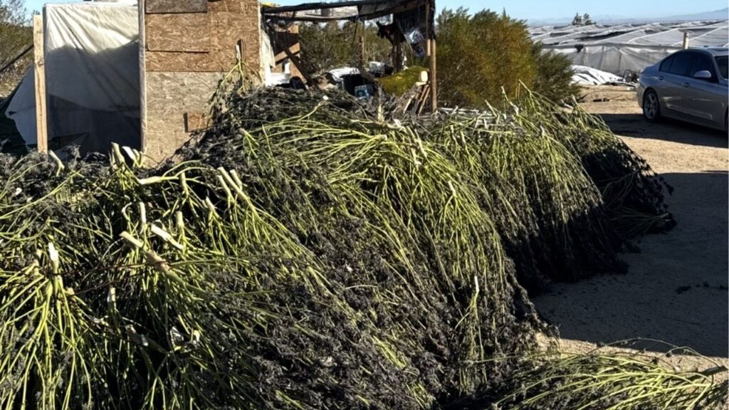 Kern County sheriff’s deputies seized 562 marijuana plants while uncovering an illegal cultivation operation in a remote desert area near Rosamond on Dec. 11, 2025. (Kern County SO)