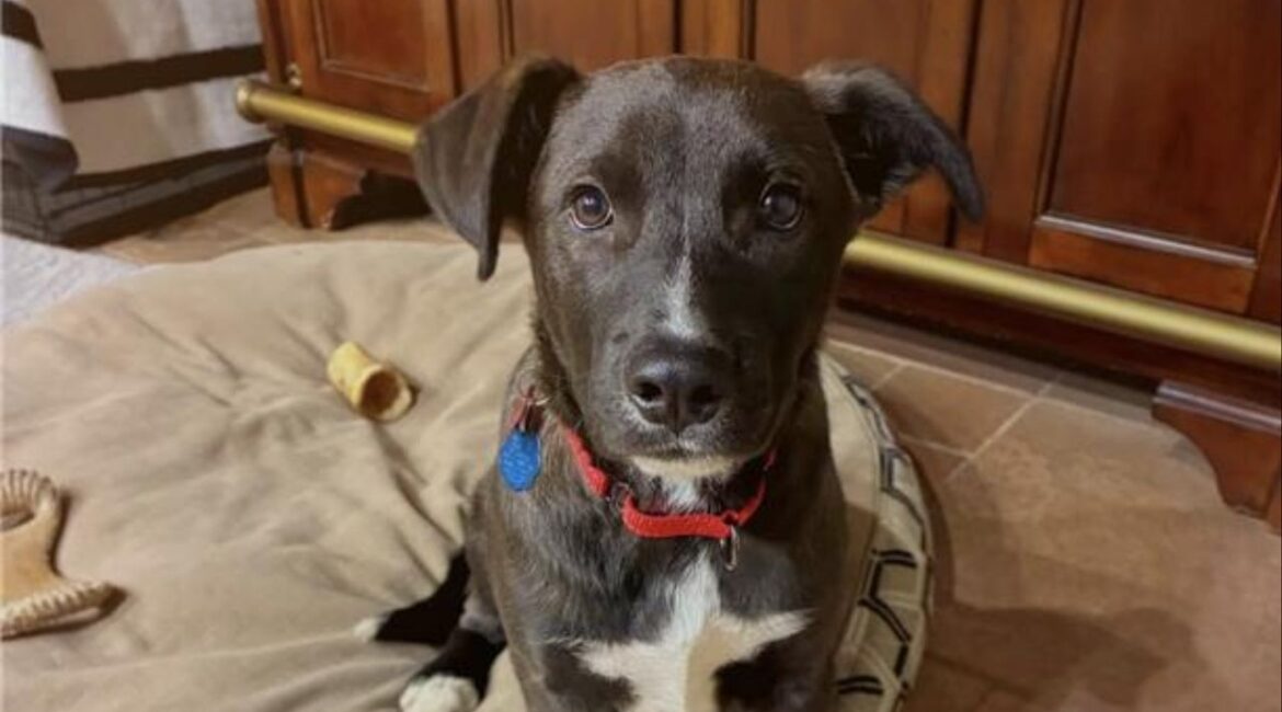 Lucky, a 4-month-old shepherd mix rescued from an orchard with his siblings, is now thriving in foster care and ready for adoption through Mell’s Mutts as he looks for a cuddly forever home this holiday season. (Mell's Mutts)