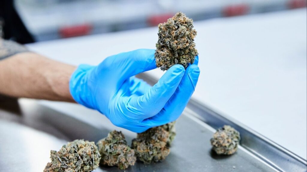 Marijuana ready to be packaged at an indoor facility in Boonton, N.J., May 7, 2021. Researchers found a chasm between the health reasons for which the public seeks out cannabis and what gold-standard science actually shows about its effectiveness. (Mohamed Sadek/The New York Times)