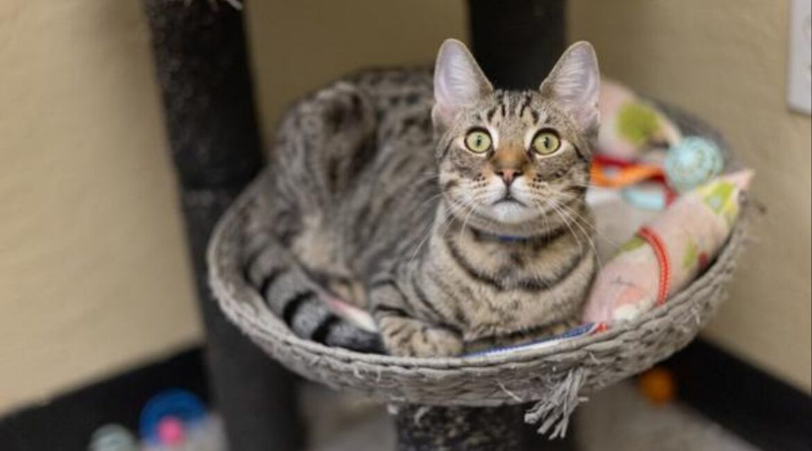 Image of Pebble, a cat up for adoption