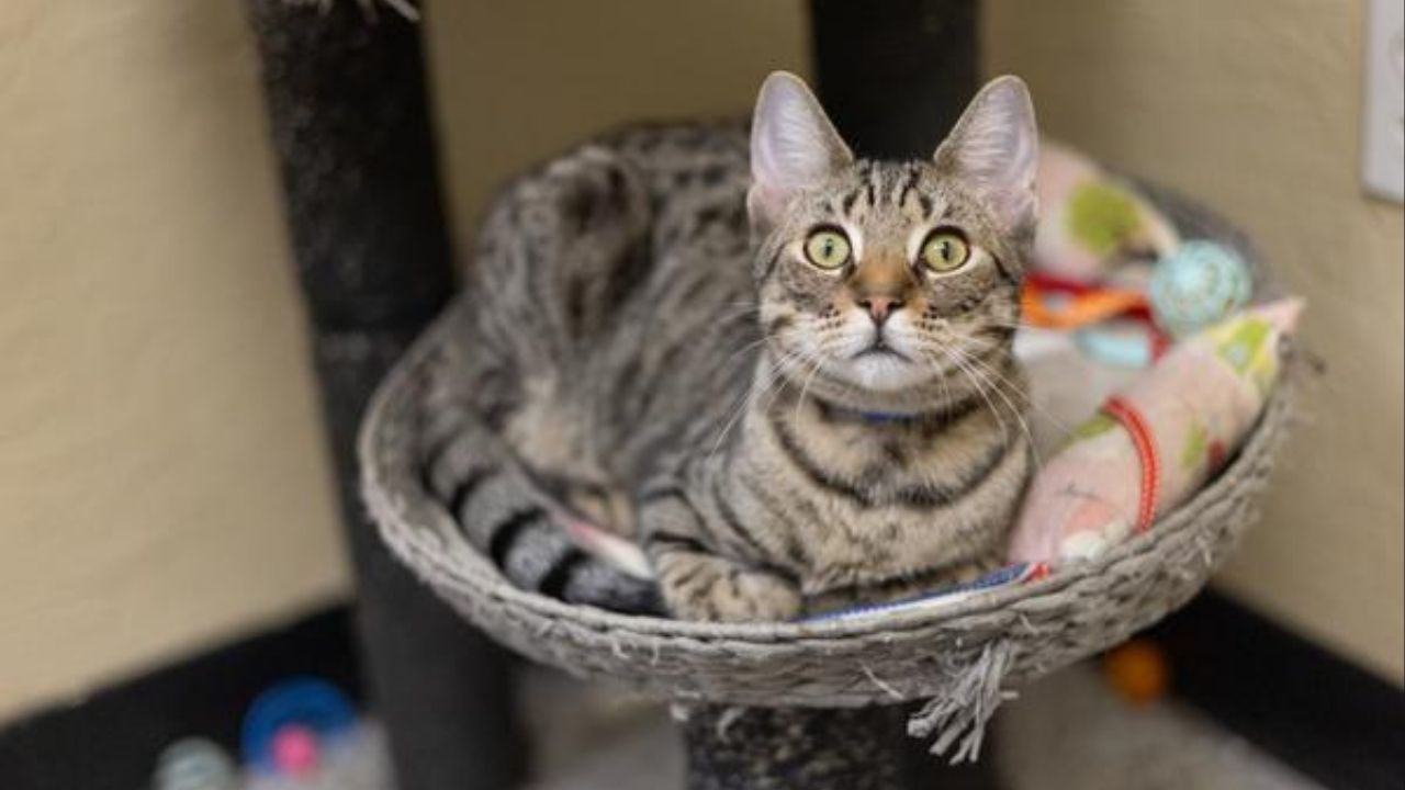 Image of Pebble, a cat up for adoption