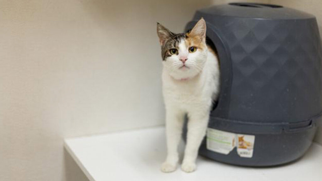 Image of Ruthie, a 1-year-old cat who is available for adoptions