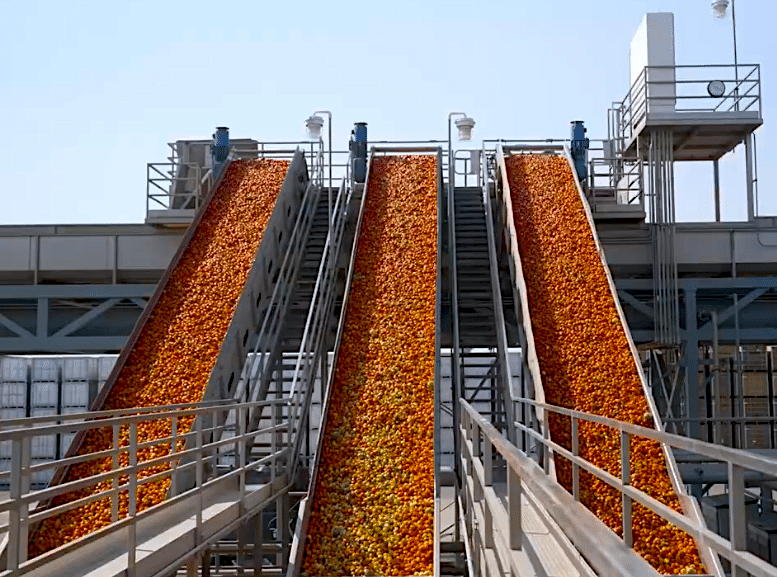 Image of tomatoes on conveyor belts outside a processing plant in Los Banos, California