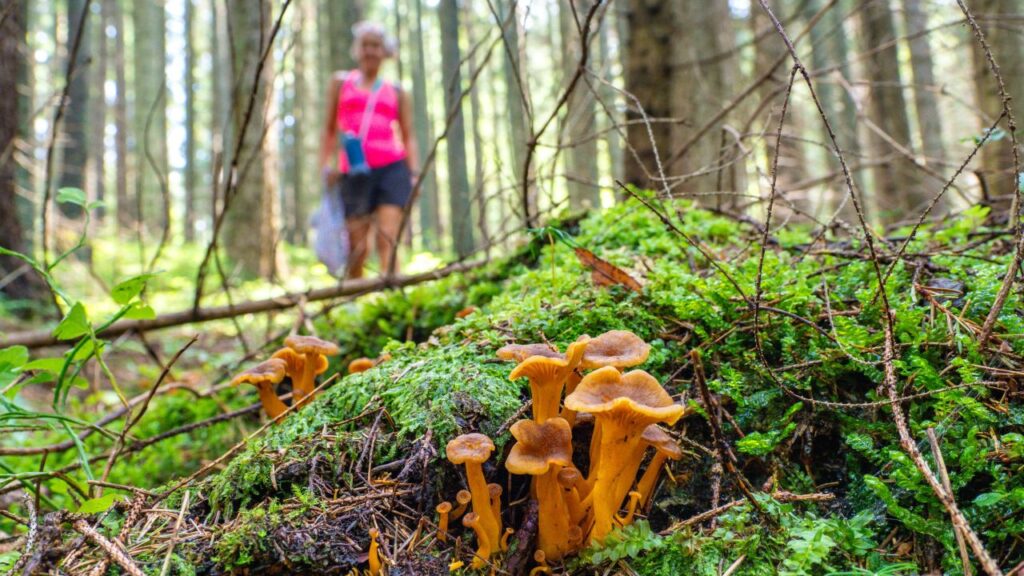 Image of a woman in blue shorts and a pink top foraging for wild mushrooms in a forest.