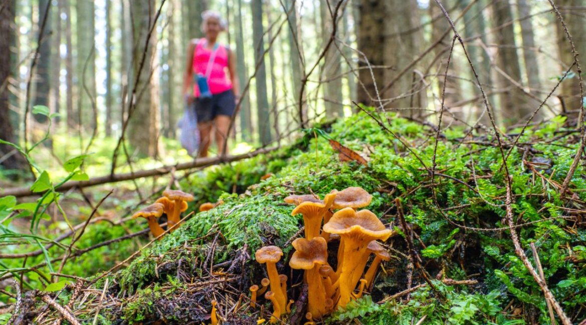 Image of a woman in blue shorts and a pink top foraging for wild mushrooms in a forest.