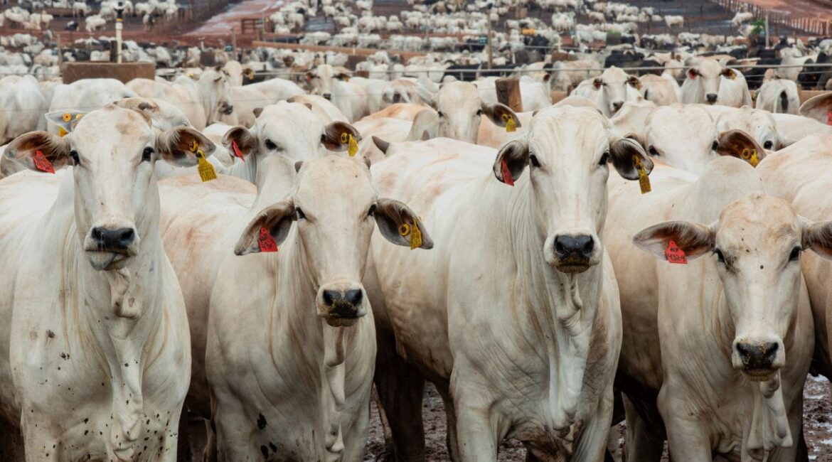 Image of white Brazilian cattle in a feedlot