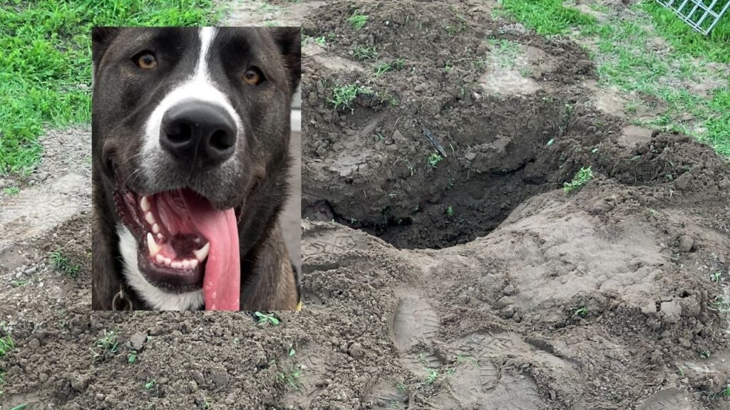 A Winton man was arrested Monday, Jan. 12, 2026, after deputies say he shot and killed his dog and forced another person at gunpoint to bury the animal. (Merced County SO)