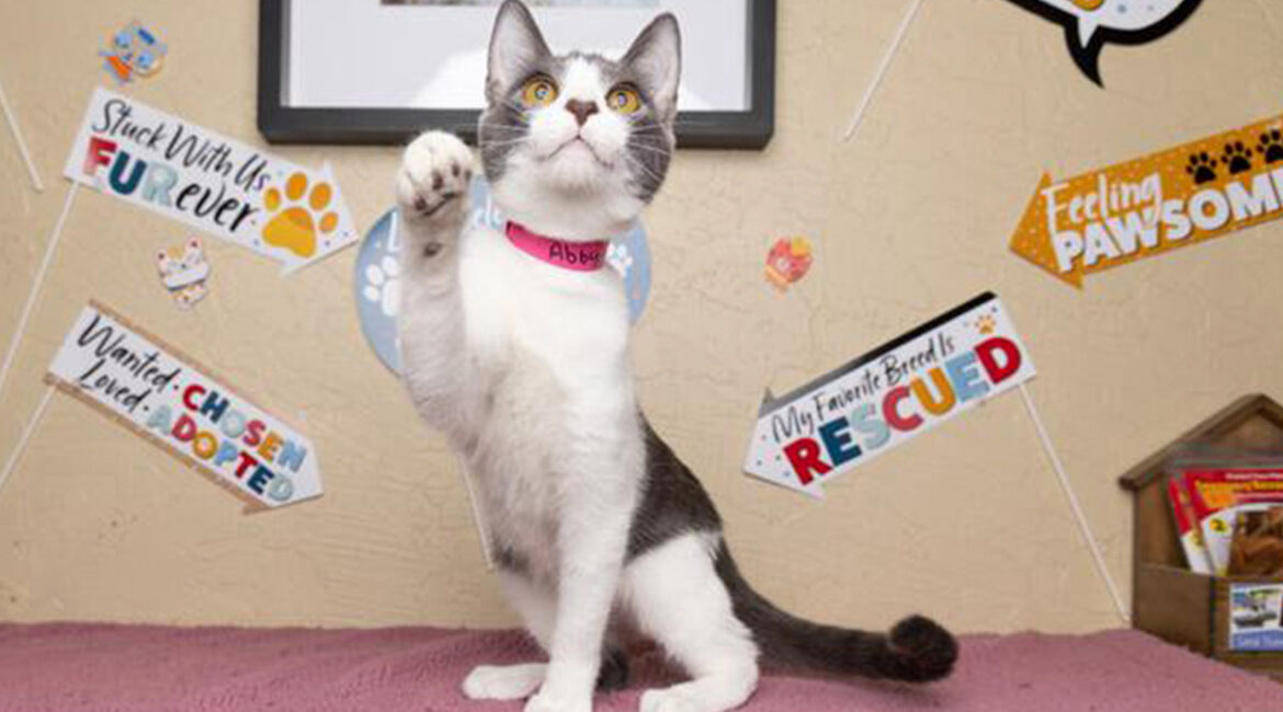 Image of Abby, GV Wire's Adoptable Pet of the Week, Jan. 30, 2026