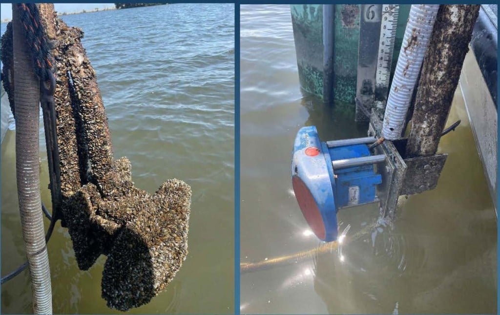 Image of golden mussels infesting an acoustic doppler