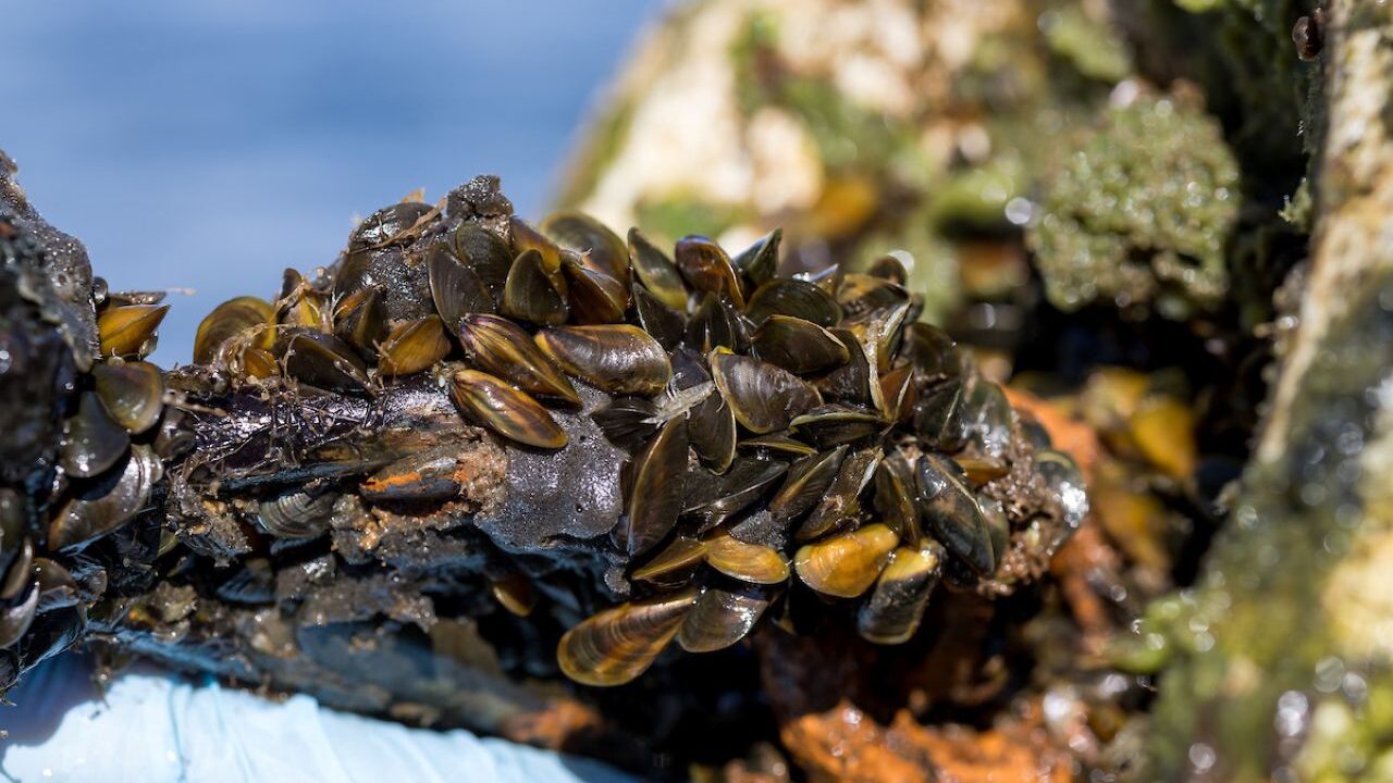Image of invasive golden mussels clustered together