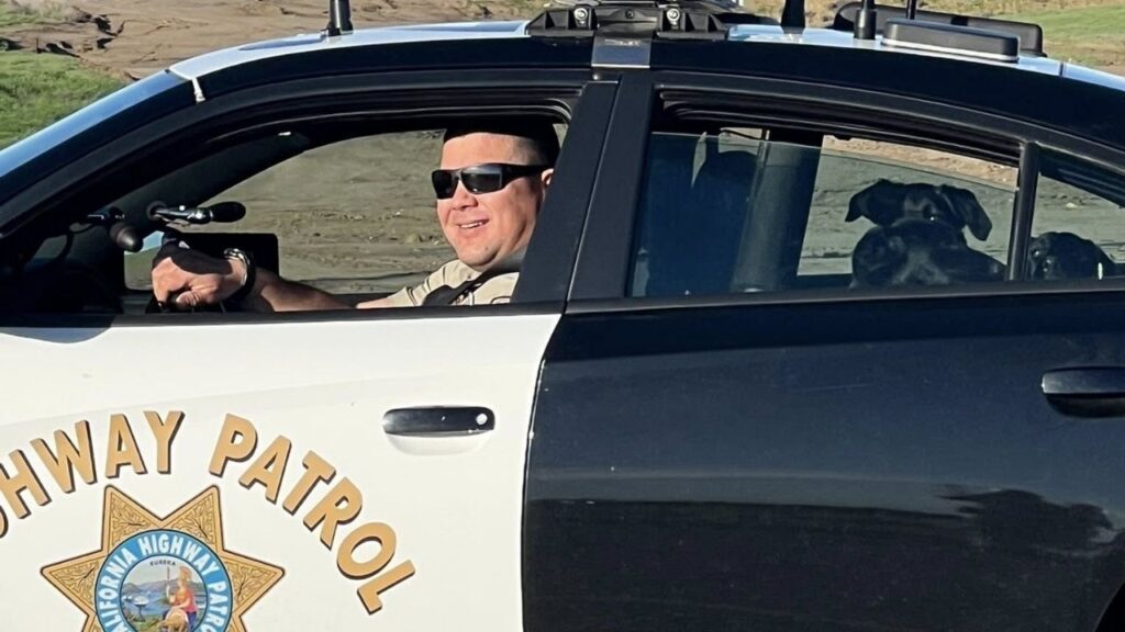 Three collarless dogs wandered onto a crash scene near Coalinga and were safely escorted home by CHP. (CHP)