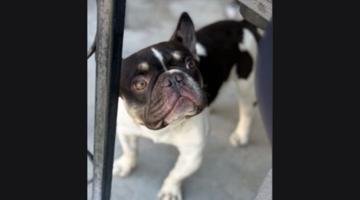 resno police are asking for the public’s help to identify who took Lennie, a French bulldog stolen from a west Fresno neighborhood on Tuesday, Jan. 20, 2026. (Fresno PD)