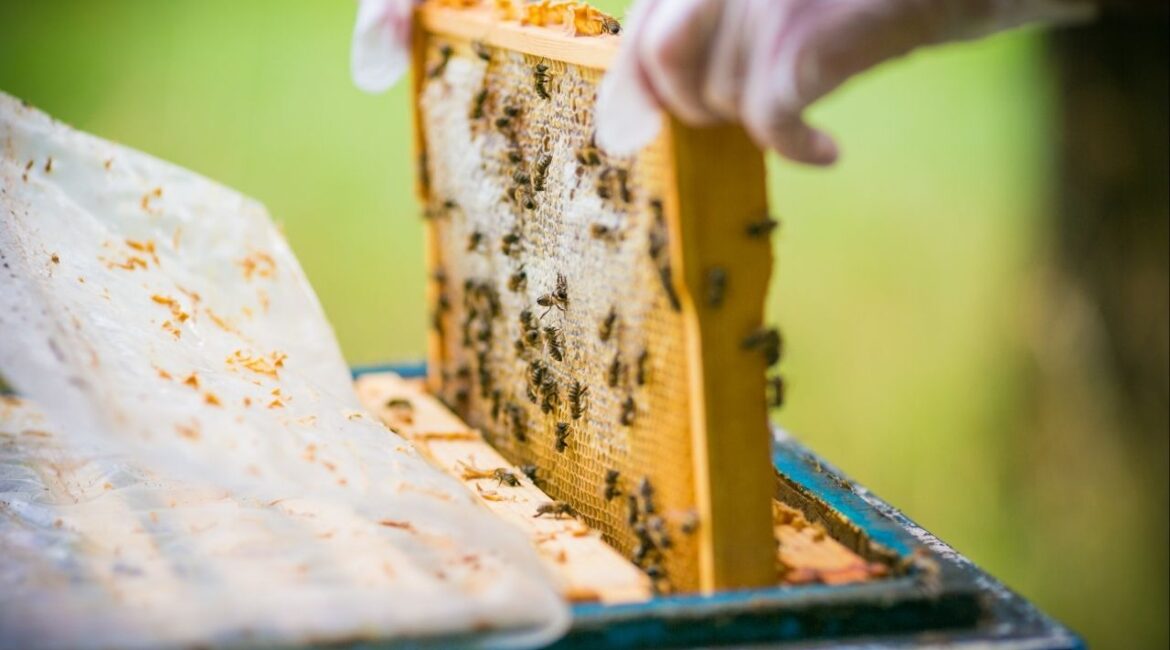 A Sacramento man was arrested after deputies recovered 172 stolen beehives taken from an agricultural property in unincorporated Gustine, authorities said. (Shutterstock)