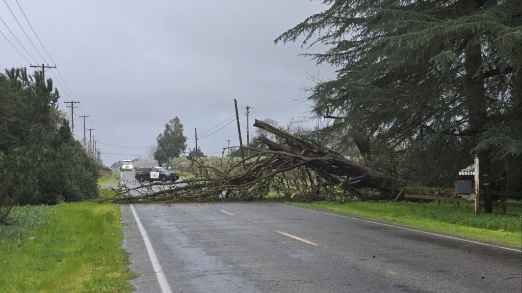 A fallen tree is blocking both lanes of El Capitan Way at Pepper Street in Merced County on Thursday, Feb. 19, 2026, and has also knocked down phone and communication lines, CHP officials said. (CHP)