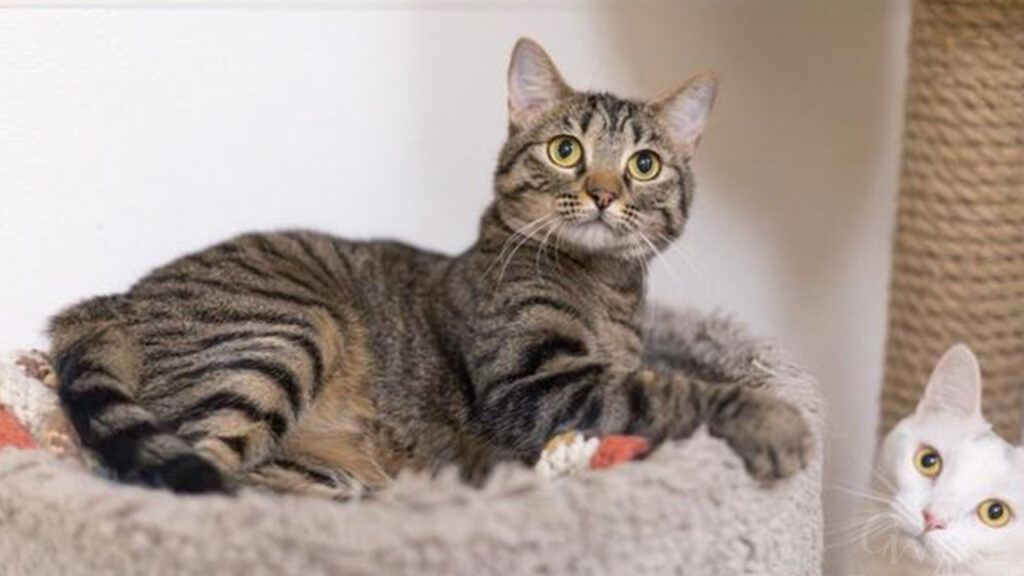 Image of Cleopatra, a 1-year-old cat who is GV Wire's Adoptable Pet of the Week.