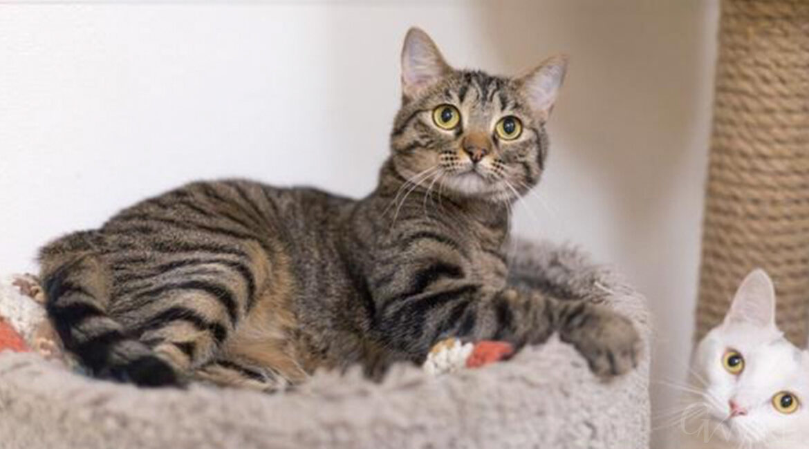 Image of Cleopatra, a 1-year-old cat who is GV Wire's Adoptable Pet of the Week.