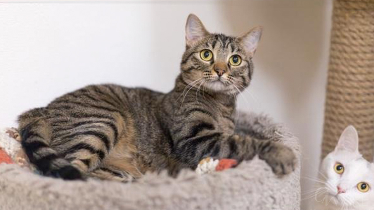 Image of Cleopatra, a 1-year-old cat who is GV Wire's Adoptable Pet of the Week.