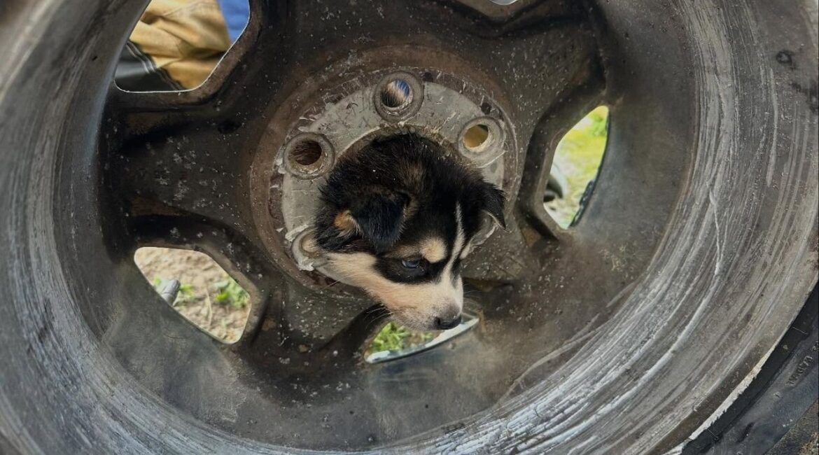 Firefighters from Engine 89 freed a puppy that became stuck in a vehicle's tire wheel, with the animal walking away unharmed. (CalFire)