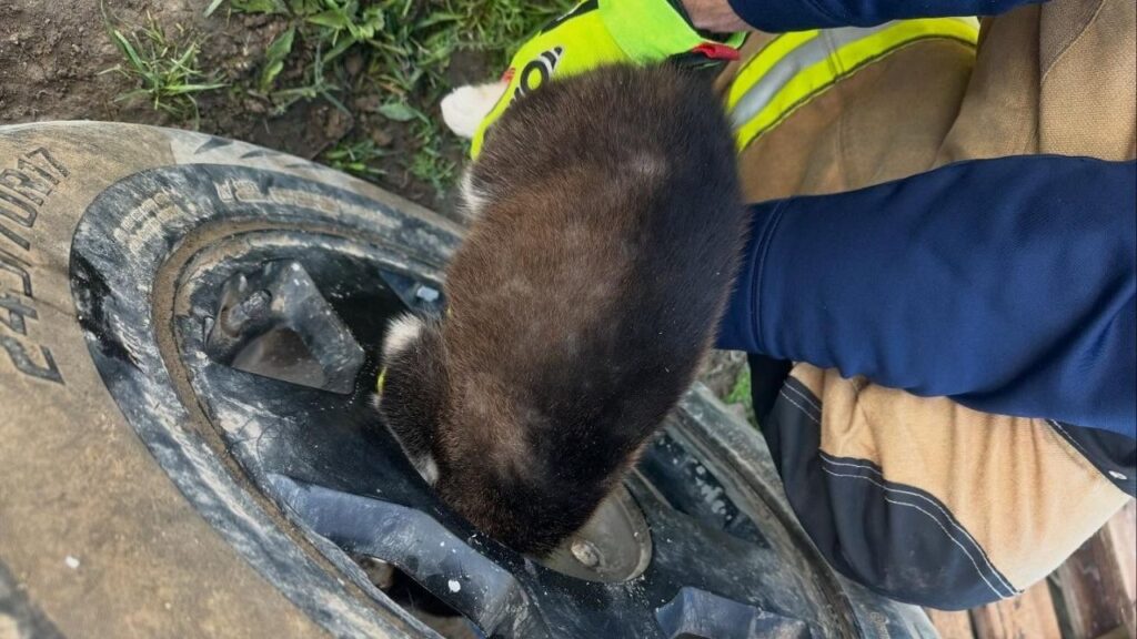Firefighters work to pull out the puppy from the tire wheel. (CalFire)