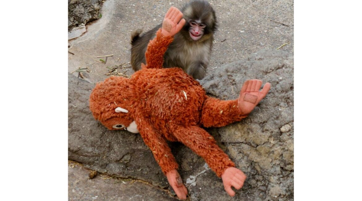 Punch, a 7-month-old macaque, plays with a stuffed toy at Ichikawa City Zoo in Ichikawa, near Tokyo, on Thursday, Feb. 16, 2026. Through his toy is larger than him, Punch manages to lug it around. (Ko Saski/ The New York Times)