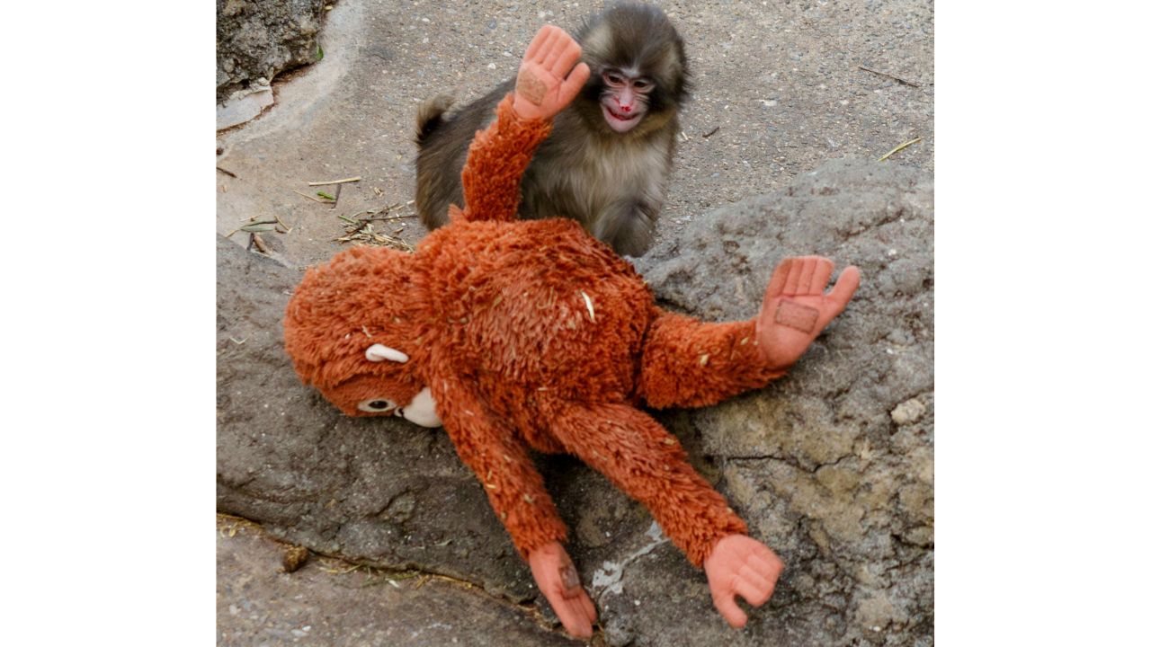 Punch, a 7-month-old macaque, plays with a stuffed toy at Ichikawa City Zoo in Ichikawa, near Tokyo, on Thursday, Feb. 16, 2026. Through his toy is larger than him, Punch manages to lug it around. (Ko Saski/ The New York Times)