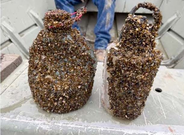 Image of golden mussels attaching to discarded objects that were floating in a canal