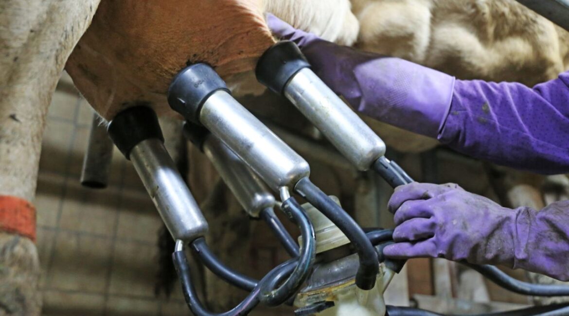 Image of gloved hands working a machine that milks cows on a dairy