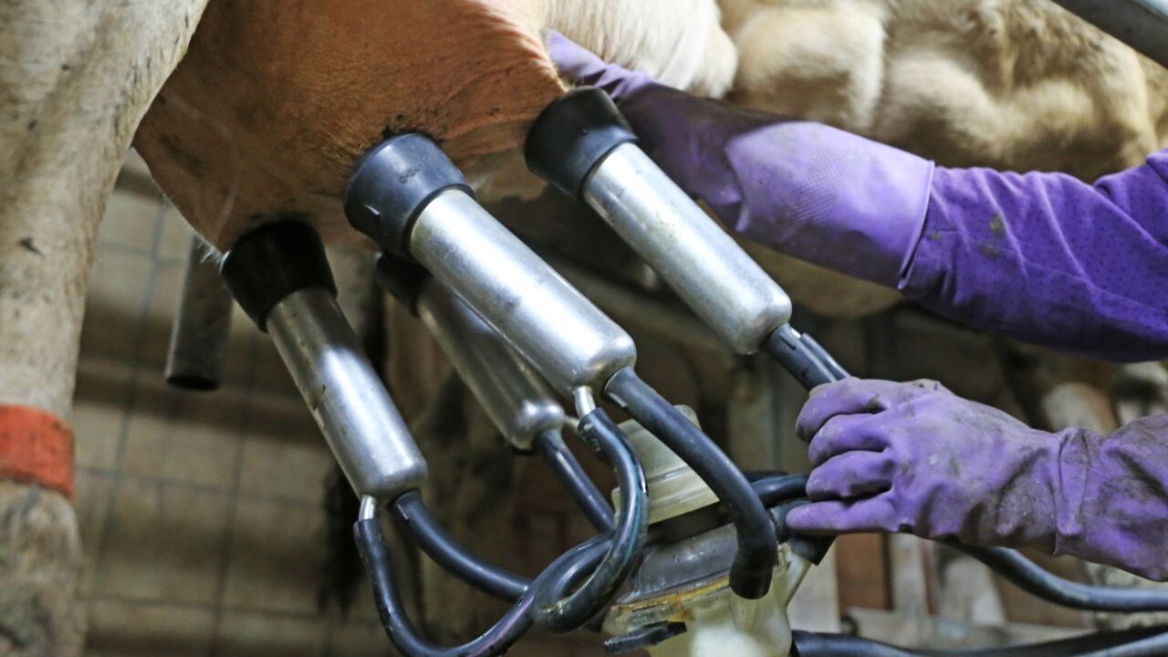 Image of gloved hands working a machine that milks cows on a dairy