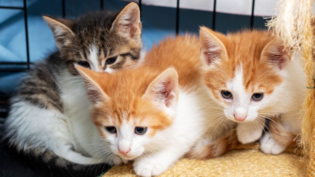 Image of three cute kittens in a shelter kennel