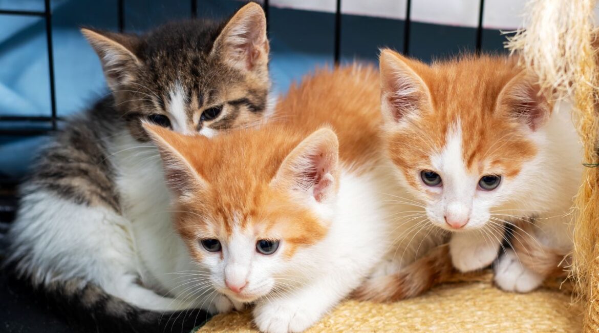 Image of three cute kittens in a shelter kennel