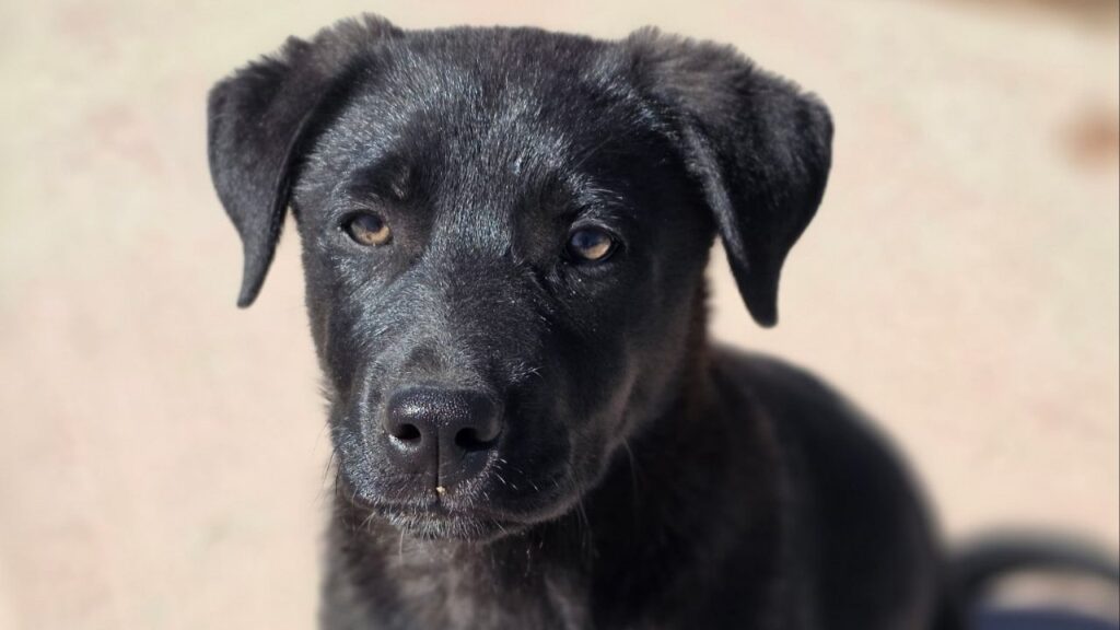 A 12-week-old rescue puppy named Meeko is again seeking a forever home after being found dumped in the rain but reunited with his rescuers thanks to his microchip. (Mell's Mutts)