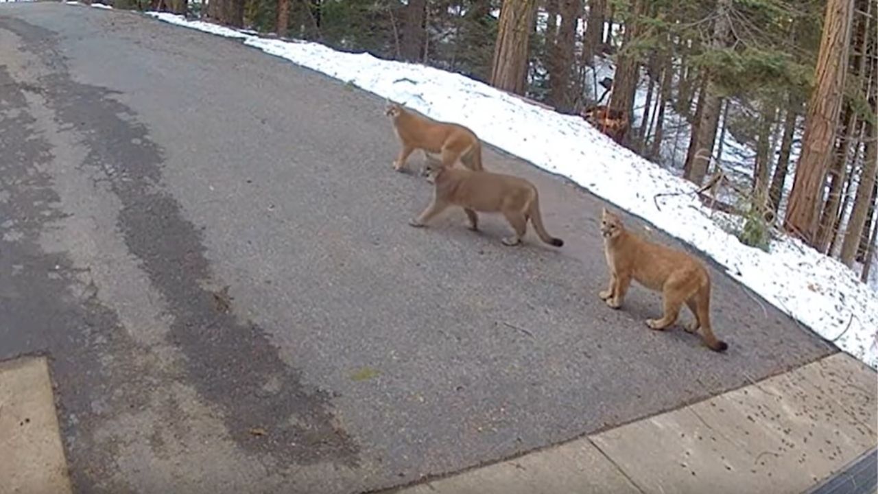 A Shaver Lake resident recorded video of three mountain lions Wednesday, March 4, 2026, morning along Crystal Creek Lane. (Fresno County SO)